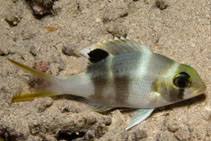 Image result for Monotaxis grandoculis