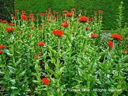 Attēlu rezultāti vaicājumam “Silene chalcedonica fruit”