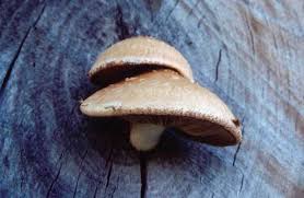 Attēlu rezultāti vaicājumam “Pholiota heteroclita”