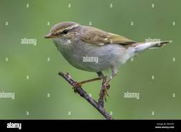 Image result for Phylloscopus borealis