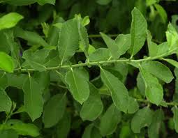 Attēlu rezultāti vaicājumam “Salix cinerea leaf”