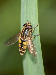 Attēlu rezultāti vaicājumam “Helophilus pendulus”