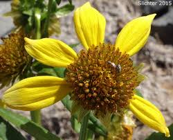 Attēlu rezultāti vaicājumam “Bidens cernua flower”
