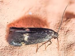 Attēlu rezultāti vaicājumam “Borkhausenia minutella”