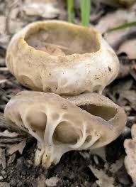 Attēlu rezultāti vaicājumam “Helvella acetabulum”