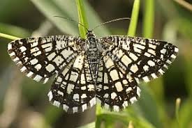 Attēlu rezultāti vaicājumam “Chiasmia clathrata”