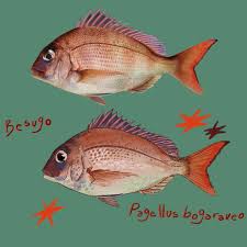 Image result for Pagellus bogaraveo