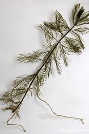 Attēlu rezultāti vaicājumam “Myriophyllum alterniflorum leaf”