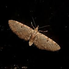 Attēlu rezultāti vaicājumam “Eupithecia icterata female”