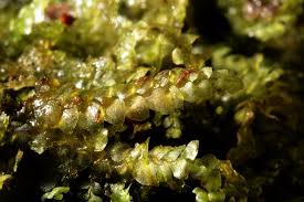 Attēlu rezultāti vaicājumam “Calypogeia muelleriana”