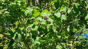 Attēlu rezultāti vaicājumam “Crataegus chlorosarca”