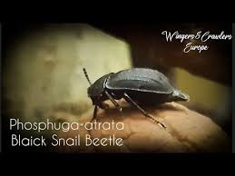 Attēlu rezultāti vaicājumam “Phosphuga atrata”