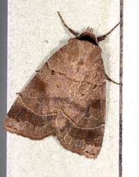 Attēlu rezultāti vaicājumam “Badhamiopsis scripta sessile”