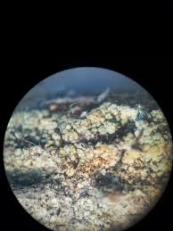 Attēlu rezultāti vaicājumam “Chaenotheca ferruginea”