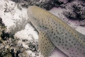 Image result for Stegostoma tigrinum