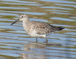 Image result for Calidris tenuirostris