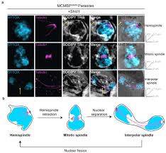 Attēlu rezultāti vaicājumam “undetermined plasmodium”