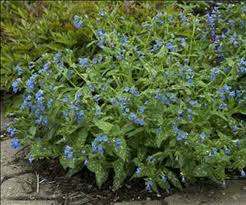 Attēlu rezultāti vaicājumam “Pulmonaria saccharata”