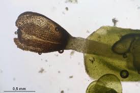 Attēlu rezultāti vaicājumam “Radula complanata”