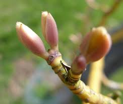 Attēlu rezultāti vaicājumam “Acer rufinerve flower”