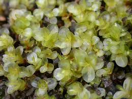 Attēlu rezultāti vaicājumam “Rhizomnium punctatum sporophyte”