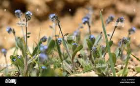 Attēlu rezultāti vaicājumam “Myosotis ramosissima flower”