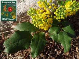 Attēlu rezultāti vaicājumam “Berberidaceae”