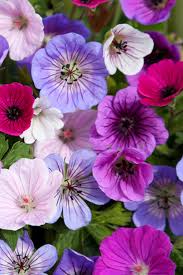 Image result for Geranium `Purple Haze`