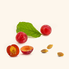 Attēlu rezultāti vaicājumam “Prunus (plum-tree) fruit”