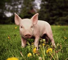 Bildresultat för pigs