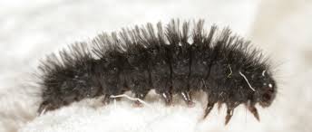 Attēlu rezultāti vaicājumam “Cybosia mesomella”