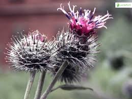 Attēlu rezultāti vaicājumam “Arctium tomentosum flower”