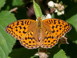 Attēlu rezultāti vaicājumam “Argynnis adippe underside”