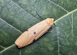 Attēlu rezultāti vaicājumam “Lithosia quadra male”