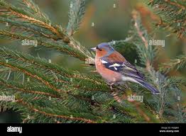 Attēlu rezultāti vaicājumam “Fringilla coelebs male”