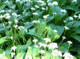 Attēlu rezultāti vaicājumam “Allium ursinum flower”