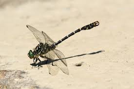 Attēlu rezultāti vaicājumam “Onychogomphus forcipatus”