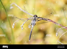 Attēlu rezultāti vaicājumam “Leucorrhinia albifrons female”