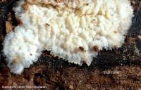 Attēlu rezultāti vaicājumam “Phlebia rufa”