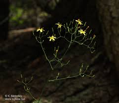 Attēlu rezultāti vaicājumam “Mycelis muralis”