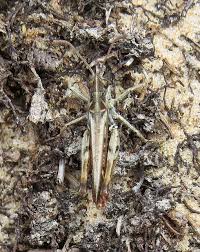 Attēlu rezultāti vaicājumam “Myrmeleotettix maculatus”