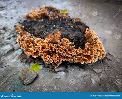 Attēlu rezultāti vaicājumam “Stereum hirsutum”