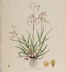 Attēlu rezultāti vaicājumam “Luzula pilosa flower”