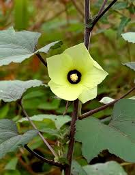 Image result for Abelmoschus moschatus