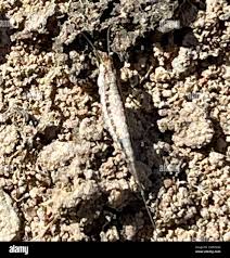 Attēlu rezultāti vaicājumam “Machilidae”