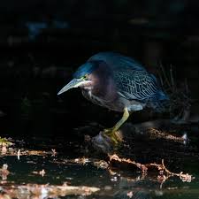 Image result for Butorides virescens