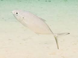 Image result for Caranx crysos