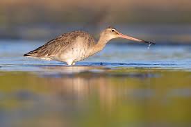 Attēlu rezultāti vaicājumam “Limosa lapponica adult”