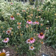 Image result for Echinacea angustifolia