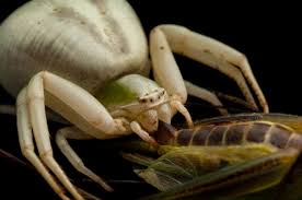 Attēlu rezultāti vaicājumam “Misumena vatia”